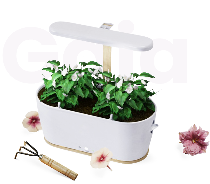 Gaia