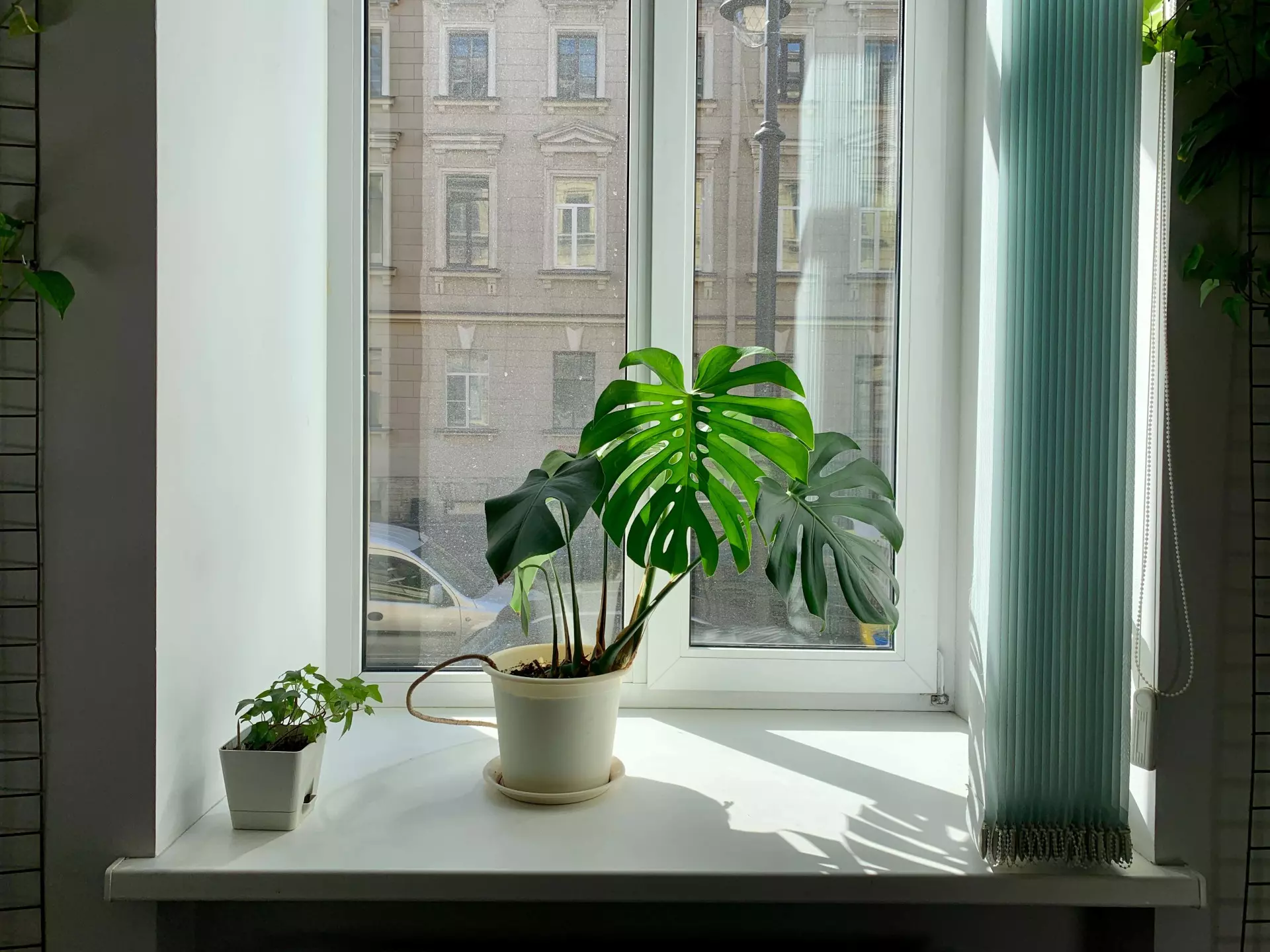 monstera-dziurawa-roslina-doniczkowa